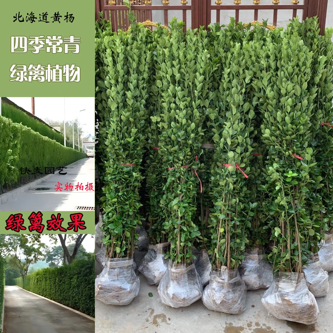 北海道黄杨篱笆苗四季常青庭院绿化苗木南北方种植耐寒耐旱常青树