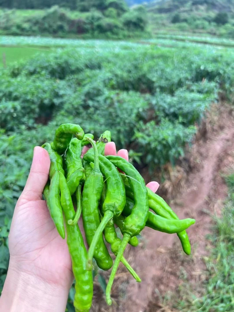 江西赣南宁都农家露天本地辣椒