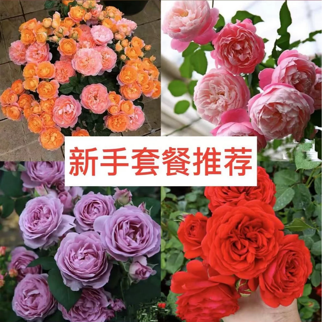 【新手月季套餐】（买5送1）实发6颗自选品种。