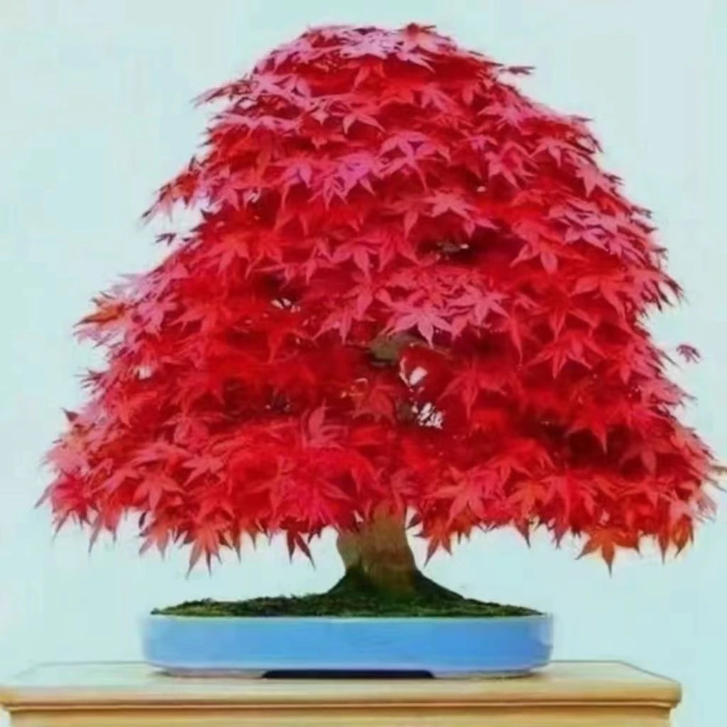 室内外种植中国红枫红舞姬红枫树苗盆栽庭院耐寒花卉植物懒人盆景