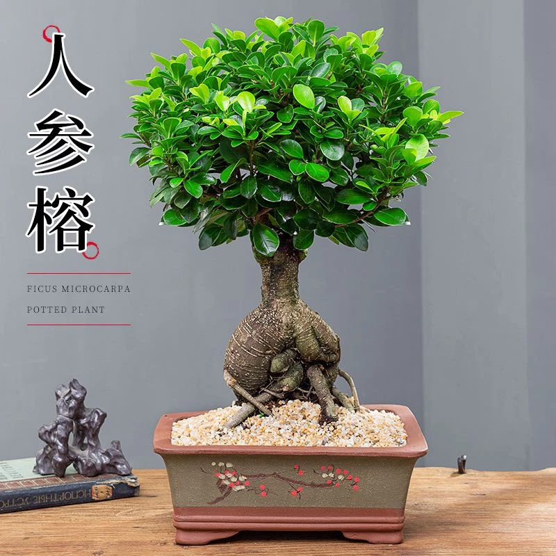 人参榕盆栽绿植提根老桩摇钱树发财树造型小叶榕树盆景植物金Y163