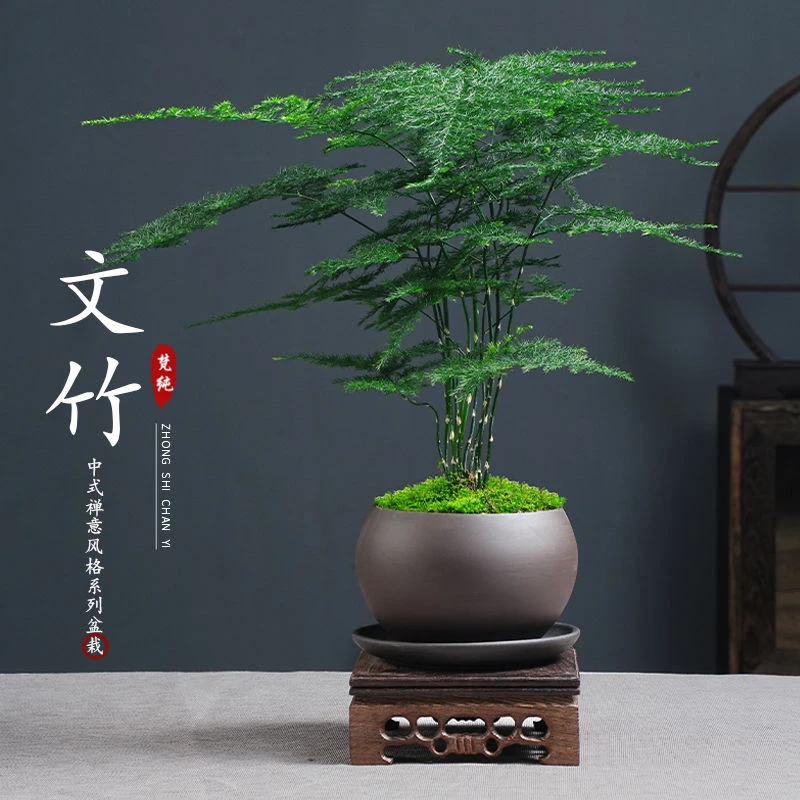 文竹盆栽植物室内花卉办公室桌面净化空气创意小盆景四季常青Y163