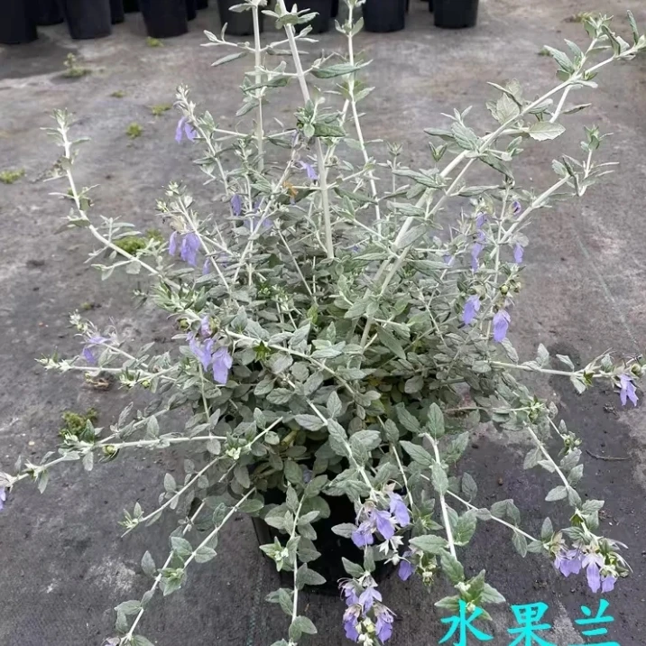 水果兰花园花境植物银色观叶绿植球兰多年生灌木耐寒好养四季常绿