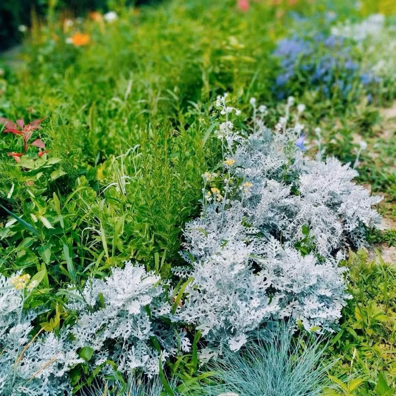 银叶菊盆栽苗多年生银色系花镜冬季耐寒花卉观叶赛车手芙蓉菊盆栽