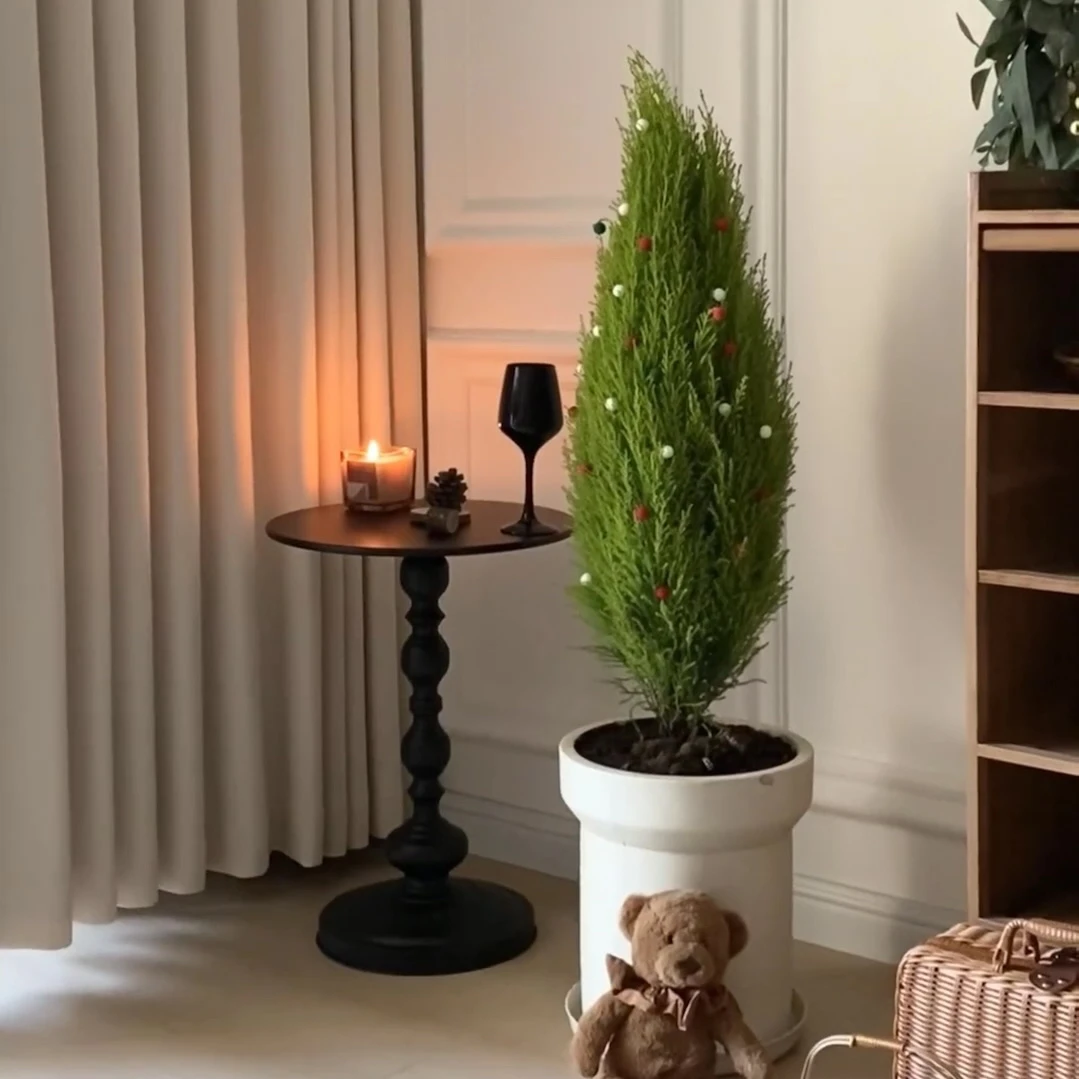 香松盆栽圣诞树室内阳台室外花园别墅花园植物金冠柏绿植树苗盆景