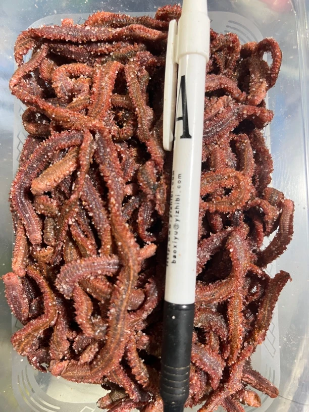海钓万能饵秘制沙蚕腌制沙蚕干半干红沙蚕皇姑鱼饵