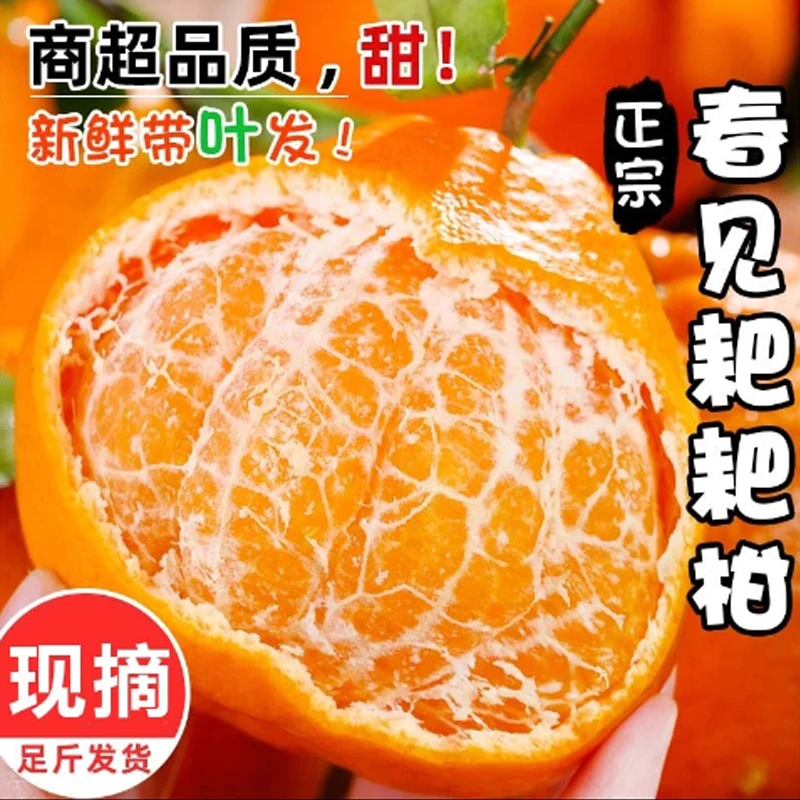 四川春见耙耙柑农家新鲜采摘皮薄多汁当季水果产地直发柑橘桔子