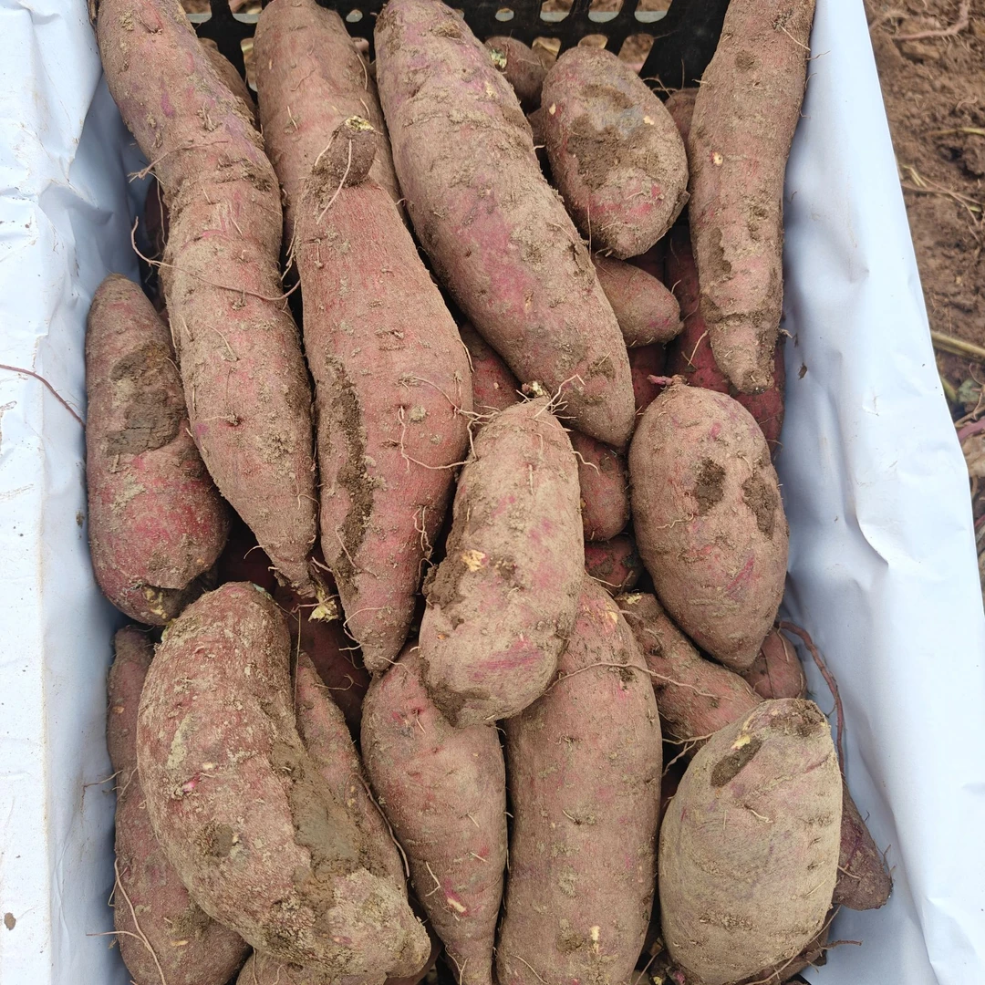 玉小溪玉小溪纯天然绿色无污染红甘哈蜜红薯