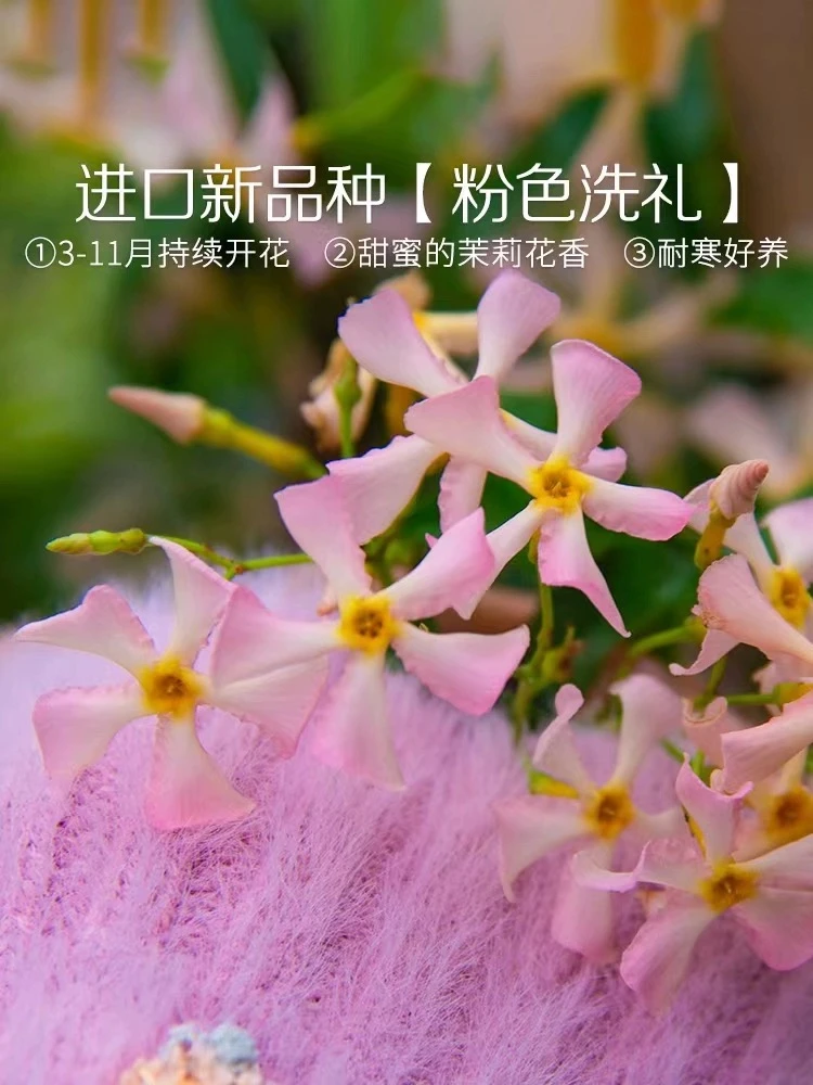 庭院爬藤植物粉色风车茉莉洗礼,室内室外阳台都可以种