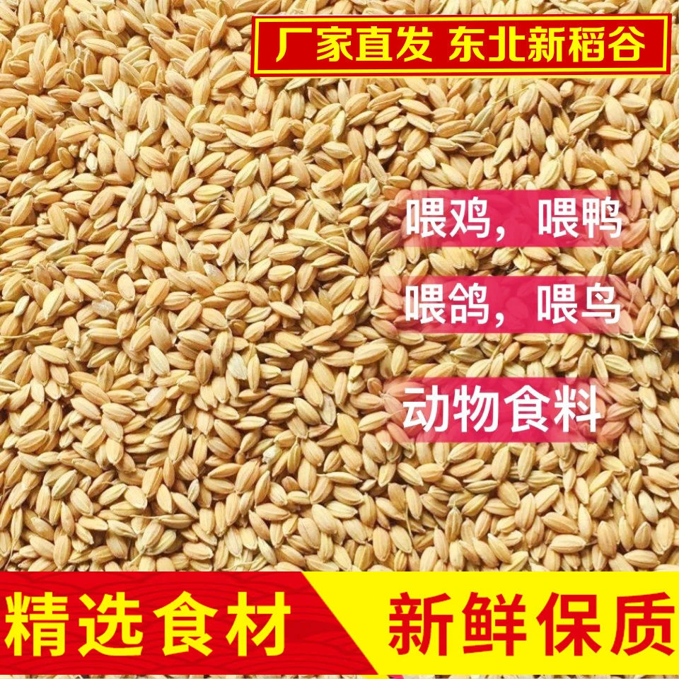 稻谷喂鸡100斤价东北新鲜水稻谷50斤做鲜米用鸡饲料喂鸽子5斤YZ