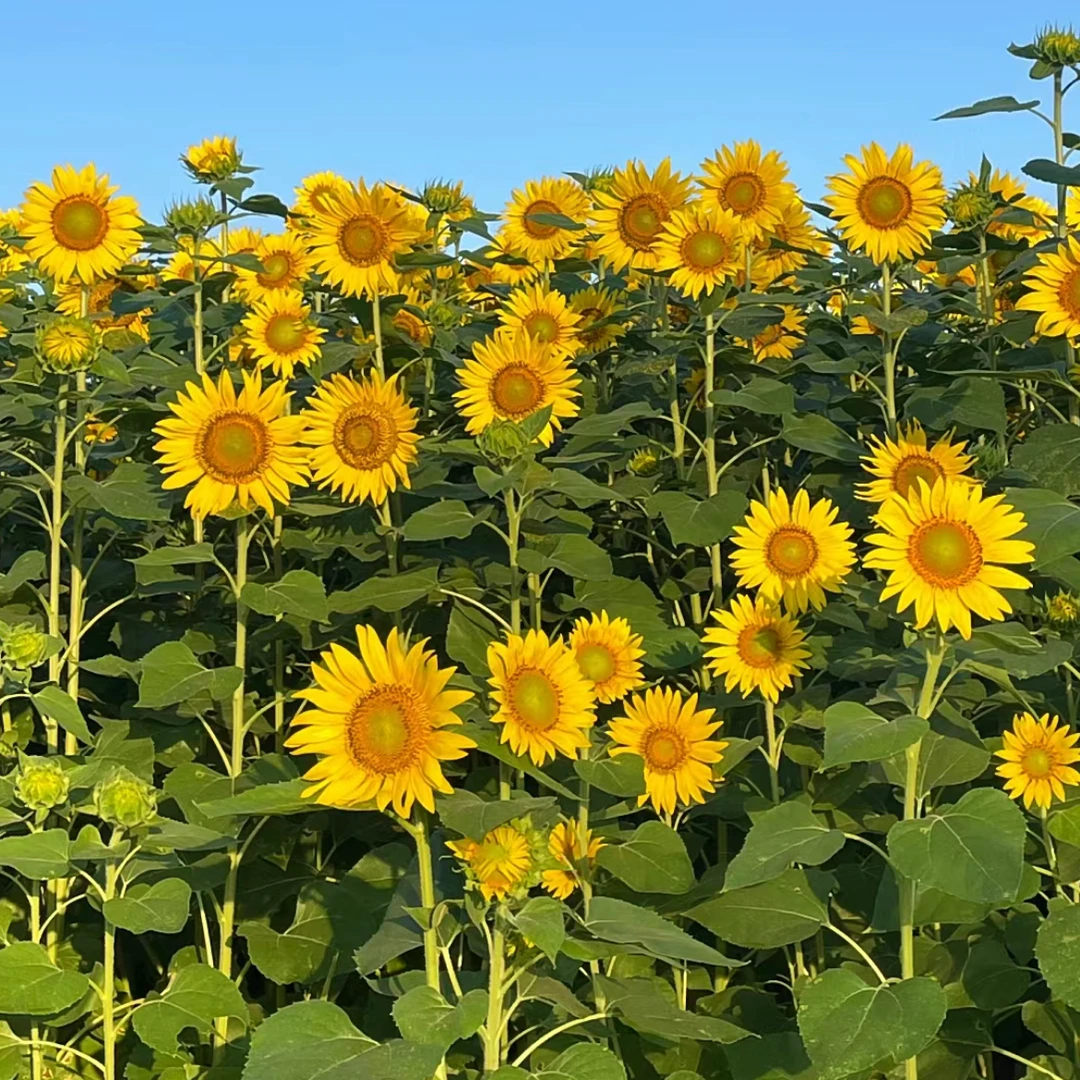 【向阳而生 向日葵】云南基地现采现发
