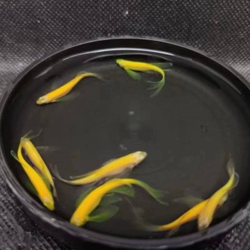 回馈老客户专享蝶翼斑马鱼龙凤斑马高端长鳍长尾蝶翼斑马鱼