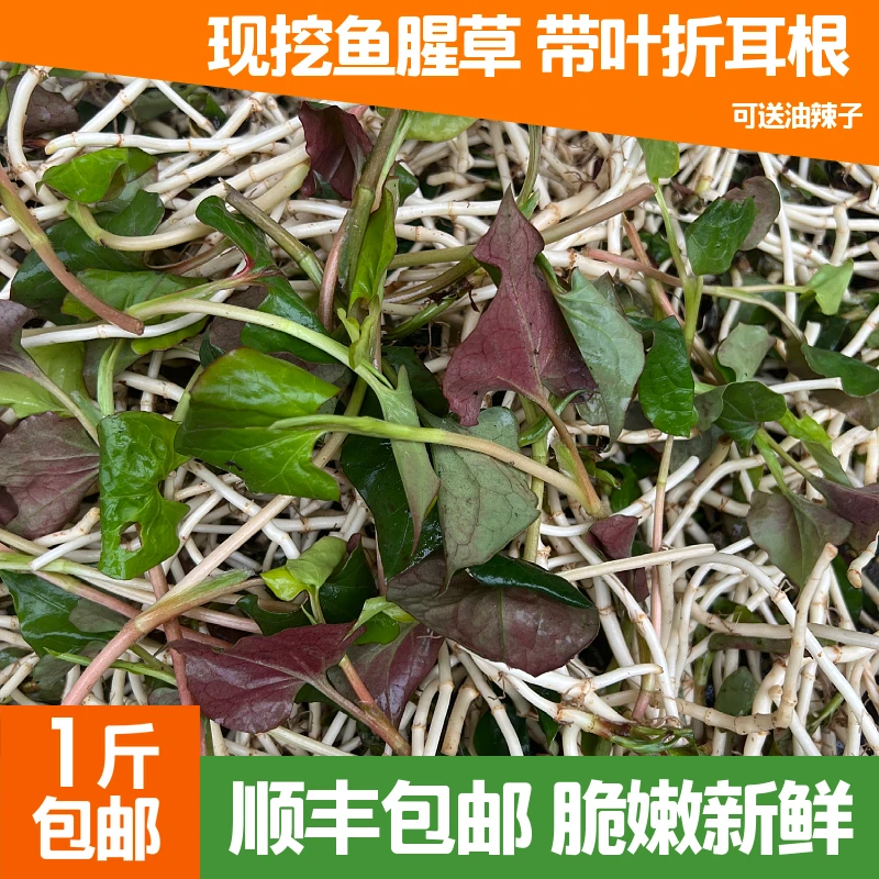 顺丰包邮四川折耳根新鲜鱼腥草猪鼻孔现挖野菜蔬菜嫩叶凉拌菜四川
