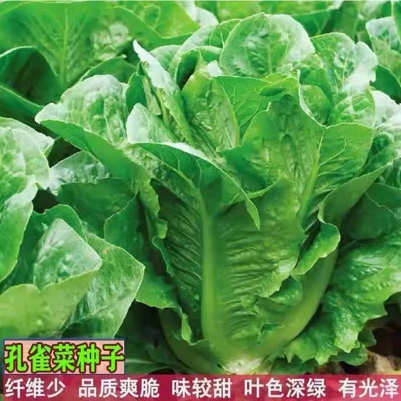 孔雀菜种子四季种生吃脆甜高营养直立生菜种子盆栽田沙拉生菜种植