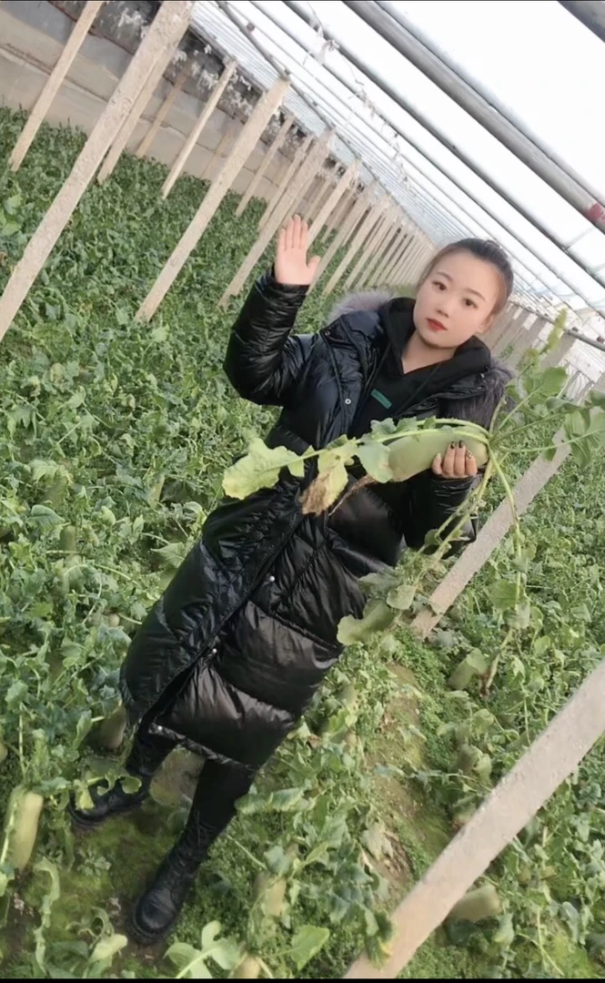 小媛沙窝萝卜产地直发5/9斤装包邮