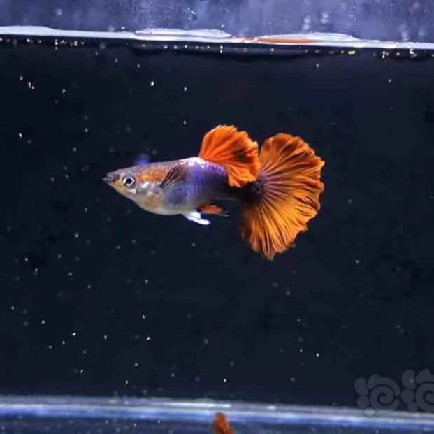 折扇孔雀鱼 一公一母【死鱼拍视频入缸不 包损】