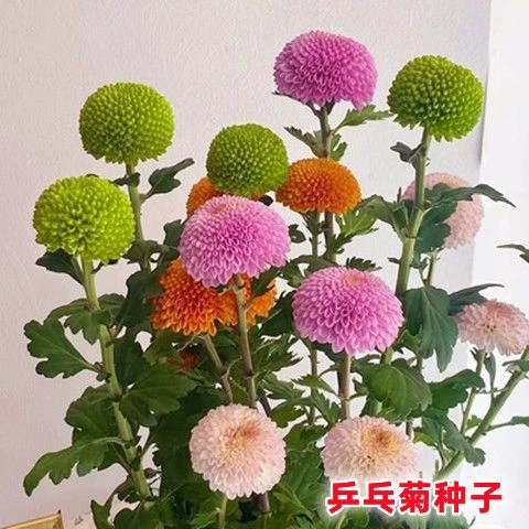 乒乓菊菊花种子花籽球行四季易种活室内外阳台鲜花盆栽种子