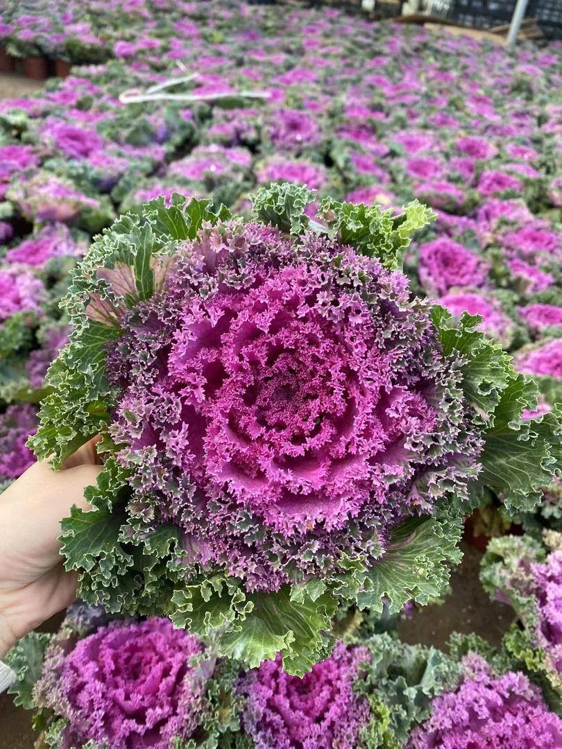 羽衣甘蓝多肉植物 （满19.9包邮）云南基地直发新手养肉放阳台种植