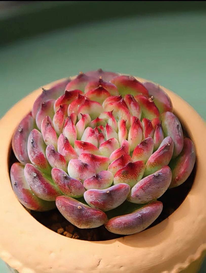 马塞尔多肉植物 （满19.9包邮）星花怒放云南新手养肉放阳台种植