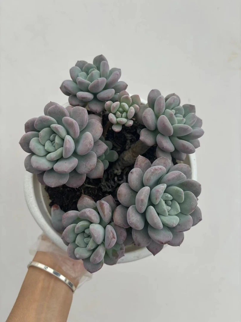 白鹭多肉植物 星花怒放云南新手养肉放阳台好养活 庭院带土裸根