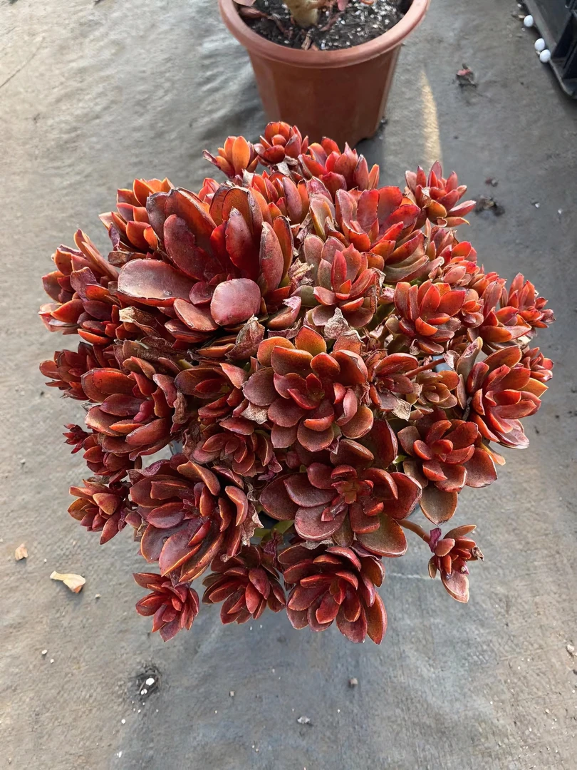糖果美人多肉植物 （满19.9包邮）星花怒放云南新手养肉放阳台种植