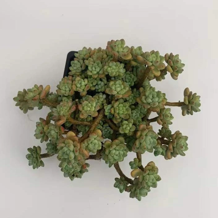 香香劳尔多肉植物 (满19.9包邮)星花怒放云南新手养肉放阳台种植