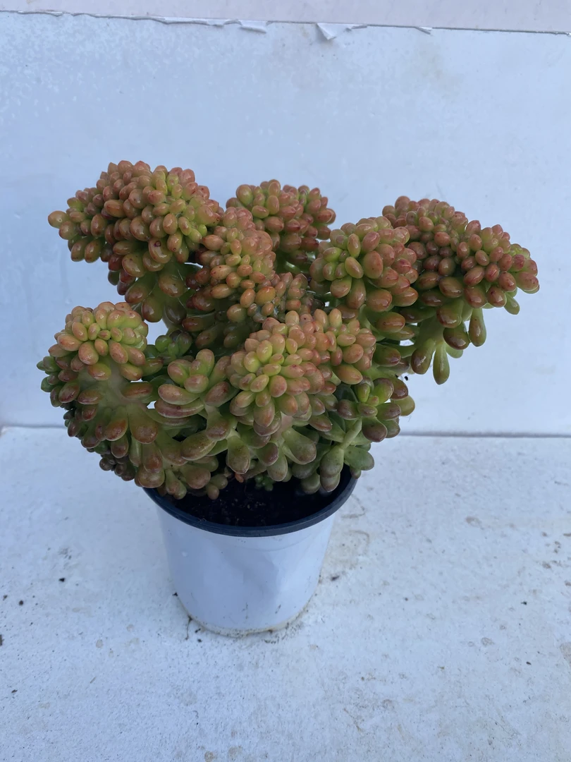 香豆子缀化多肉植物 星花怒放云南新手养肉放阳台种植发货拍下
