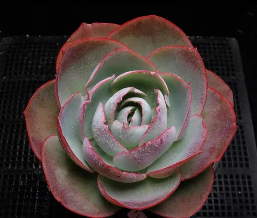 达芬奇多肉植物 (满19.9包邮)星花怒放云南新手养肉放阳台种植