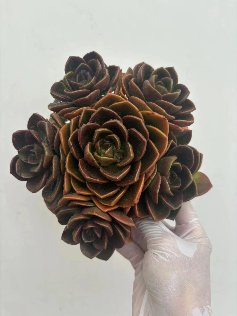 巧克力多肉植物 （满19.9包邮）云南基地直发新手养肉放阳台种植