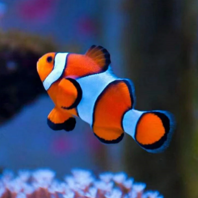 海水观赏鱼公子小丑鱼尼莫澳黑奥黑熊猫黑达芬奇黑卡鬼婆黑冰礼服