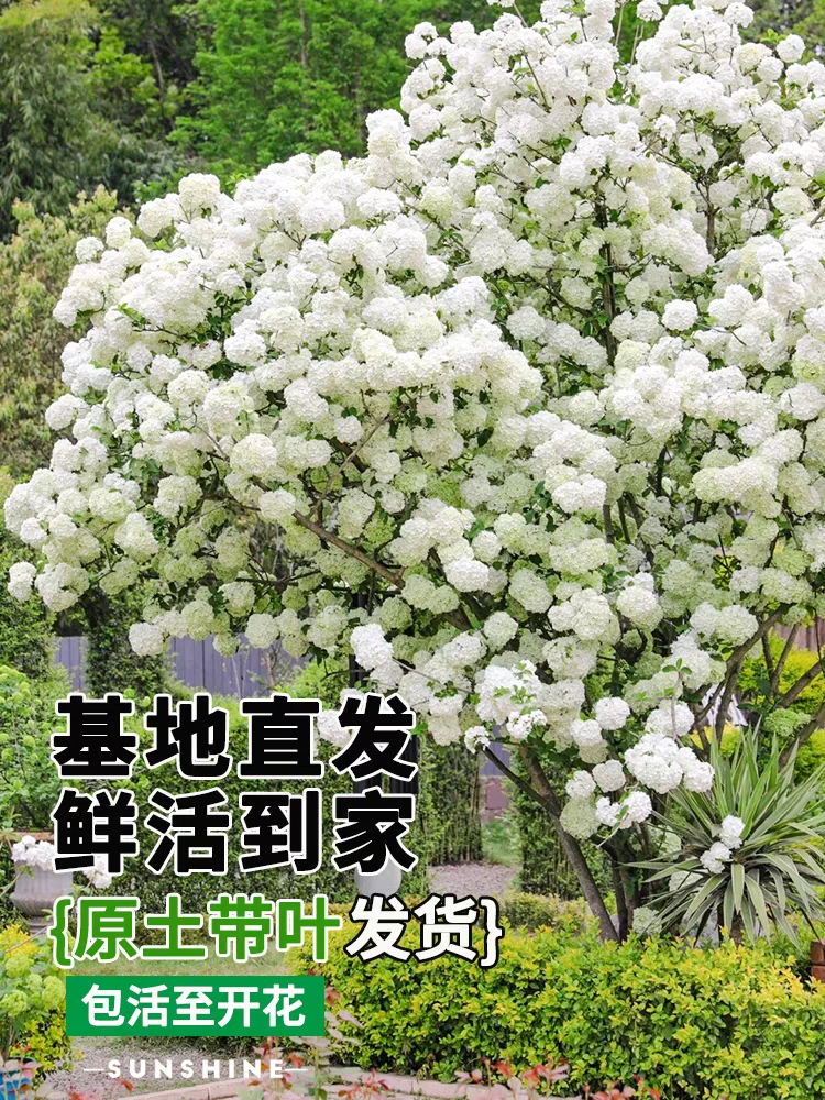 正宗中华木绣球好养绣球花绣球室内庭院阳台耐寒木绣球花木本花卉