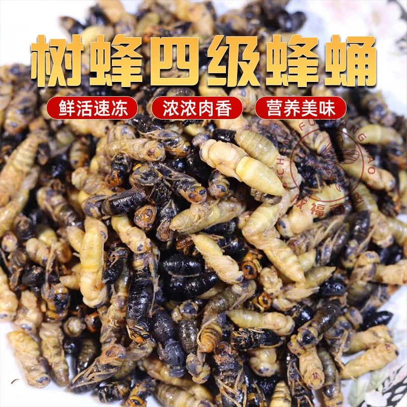 蜂蛹树蜂蜂蛹四级七里蜂马蜂黄脚蜂蜂蛹新鲜速冻食用昆虫生鲜昆虫