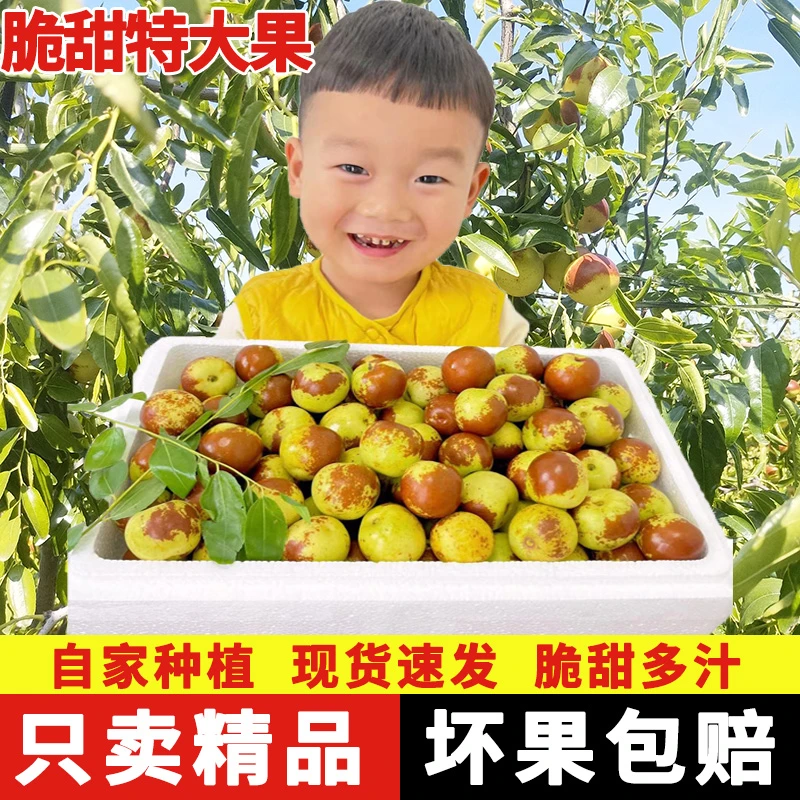 【自家枣园】山东沾化冬枣当季新鲜红枣水果脆甜多汁3斤5斤坏果包赔