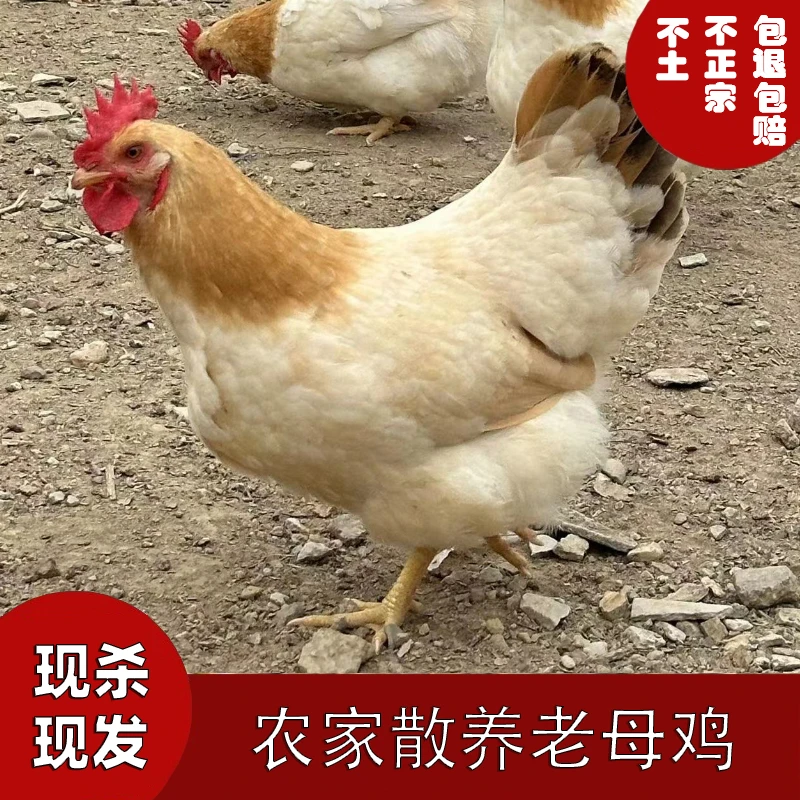 【发活鸡】正宗农家山林散养1年多老母鸡【发顺丰】