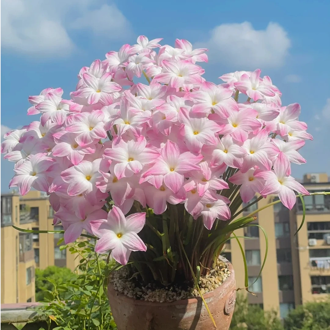 花自开风雨兰钦达热带球根花卉观花植物耐热胖丽丽种球