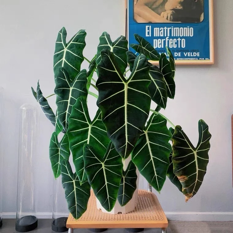 花自开绿天鹅海芋天鹅绒竹芋室内阳台庭院网红热植入门绿植盆栽