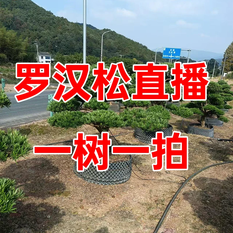 罗汉松造型地栽盆栽规格盆栽齐全 庭院别墅园林景观