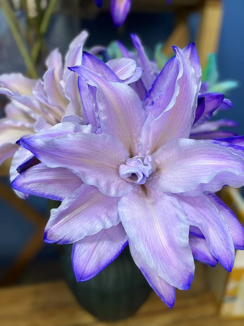 《优选》紫天使百合养护颜值开花叶子修剪养护颜值开花