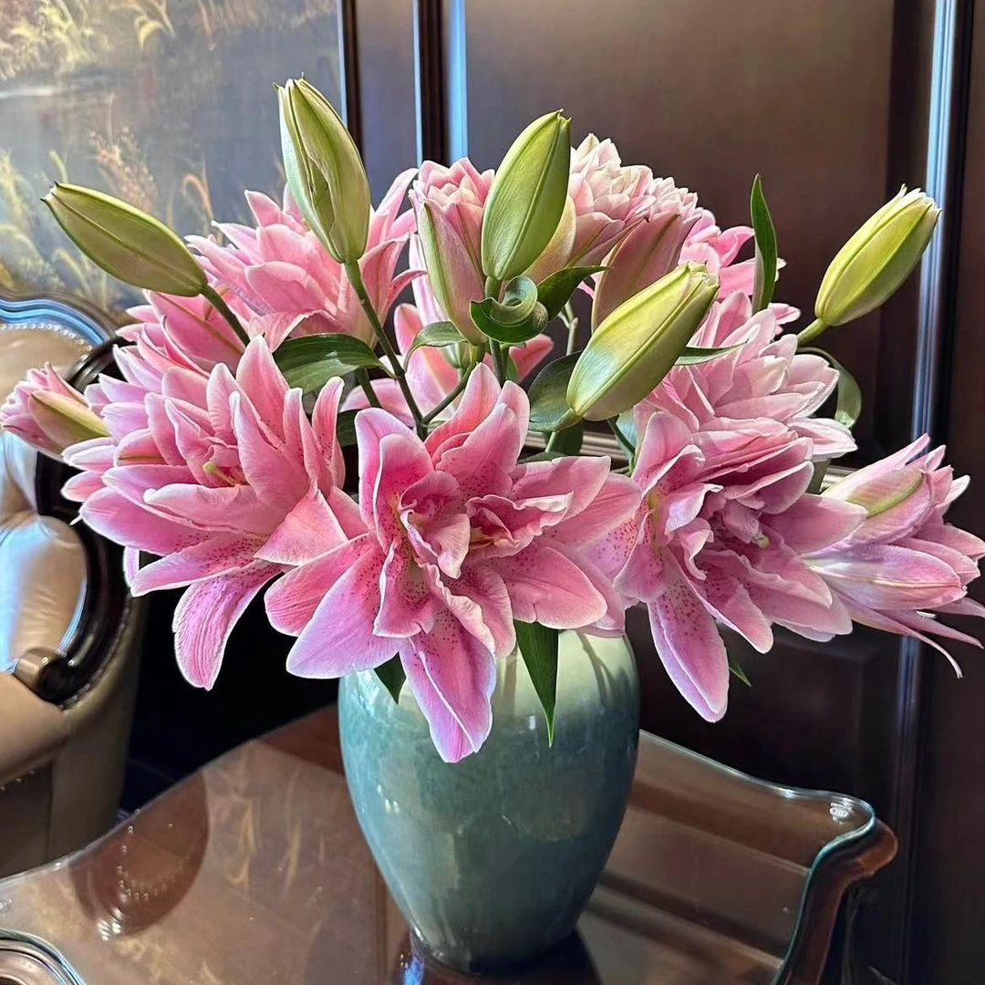 粉拉菲重瓣百合花【5度以下必拍保温棉】叶子修剪养护满天星