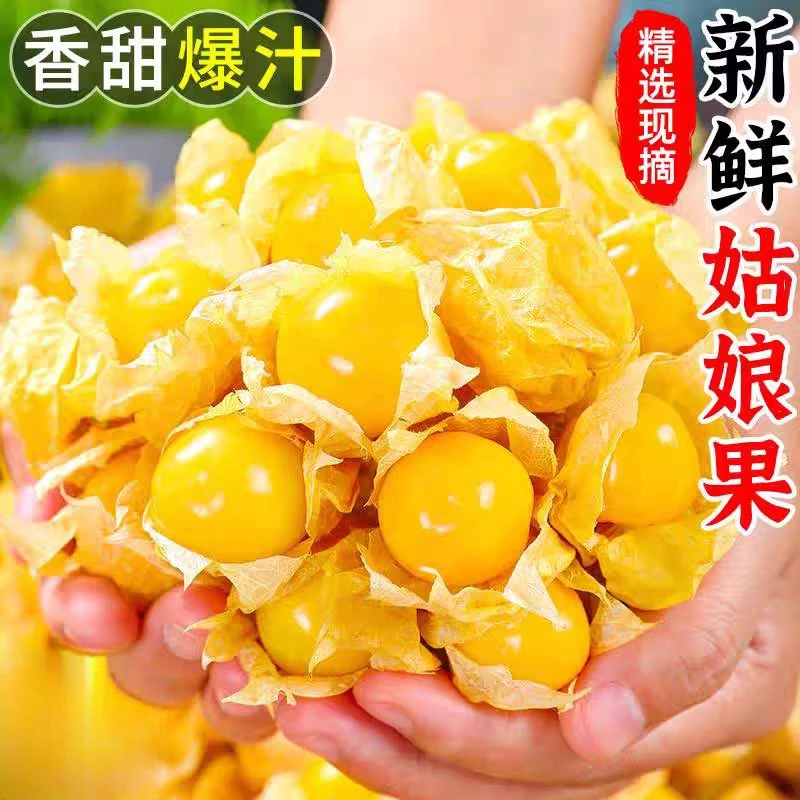 【东北姑娘果!】新鲜采摘东北灯笼果当季水果整箱包邮