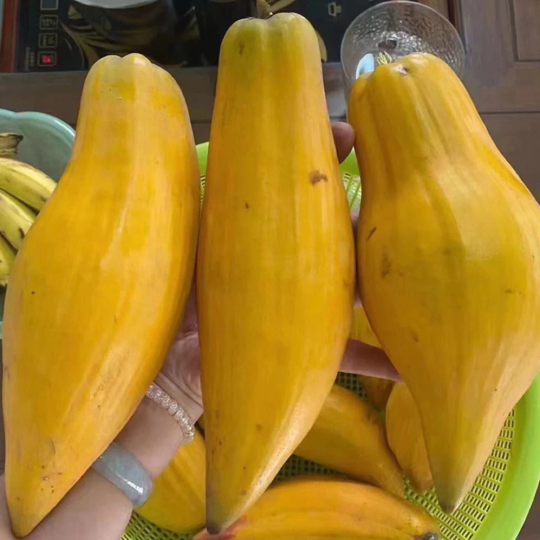 木瓜仙桃，稼接的，鸡蛋果的升级版