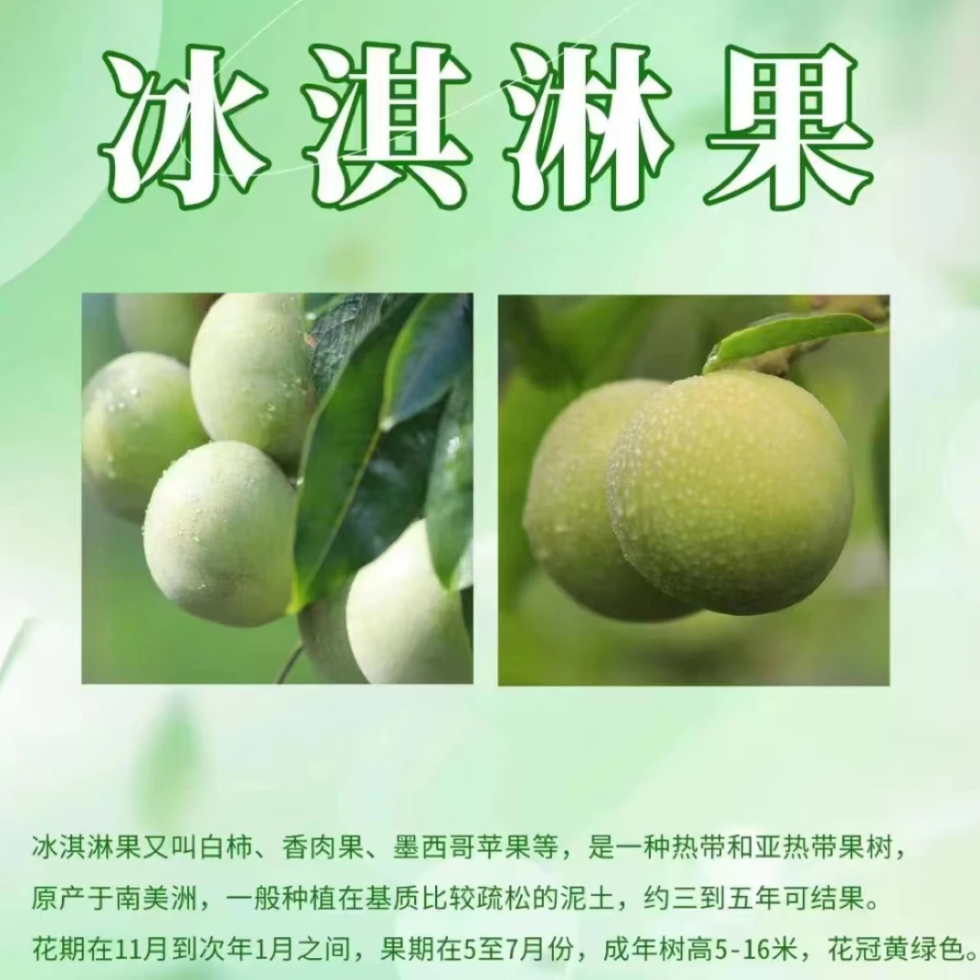 树上的哈根达斯，白柿w4，