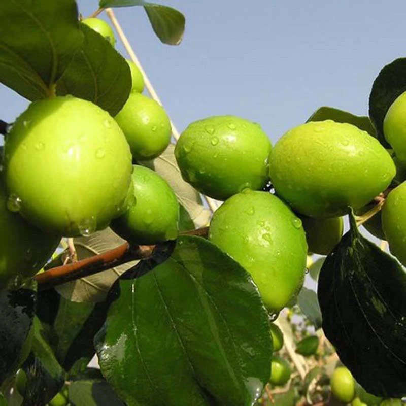 台湾大青枣，苹果枣,当年种当年结果，产量高，适合盆栽地栽