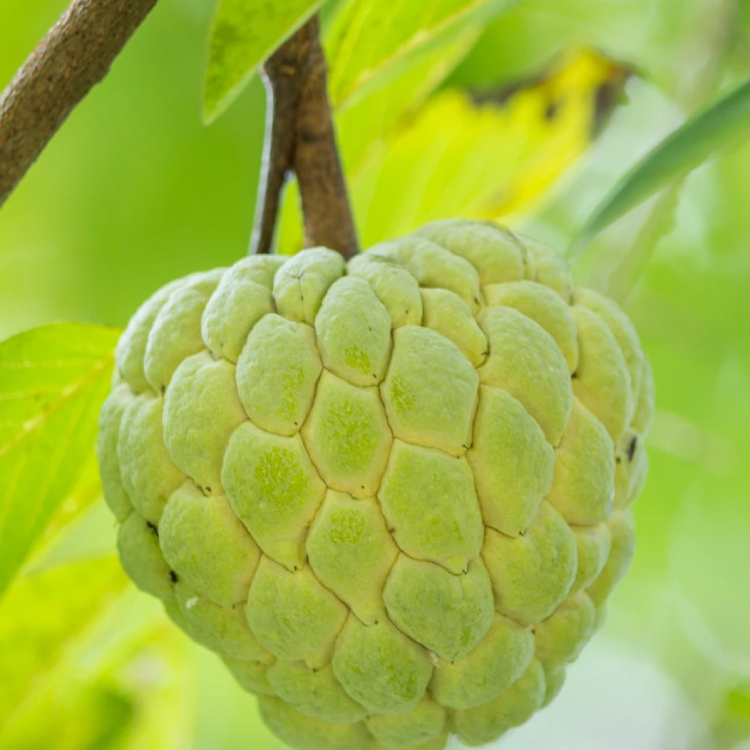 番荔枝，原生苗，种盆种地，树形好看