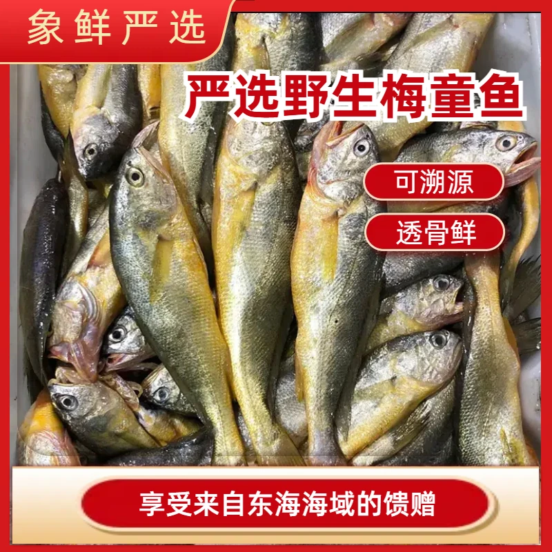 象鲜严选精品梅童鱼