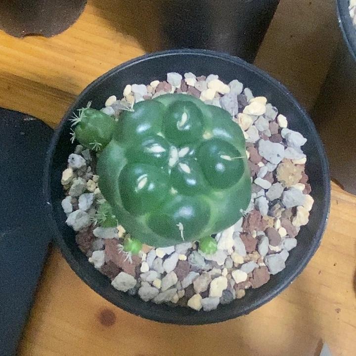 ༄****无刺象芽自根链接1