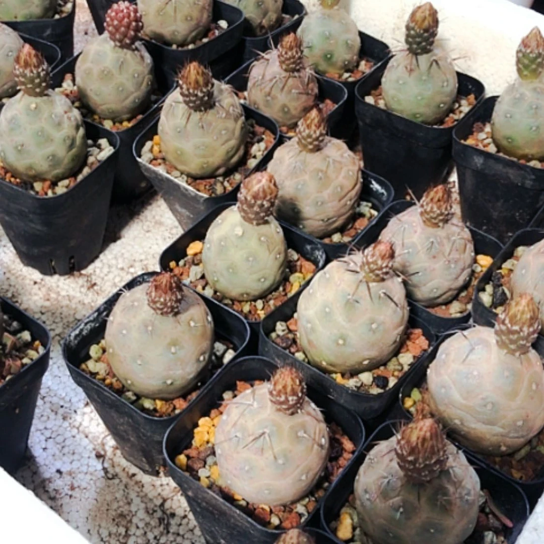 仙人球专拍接补差价