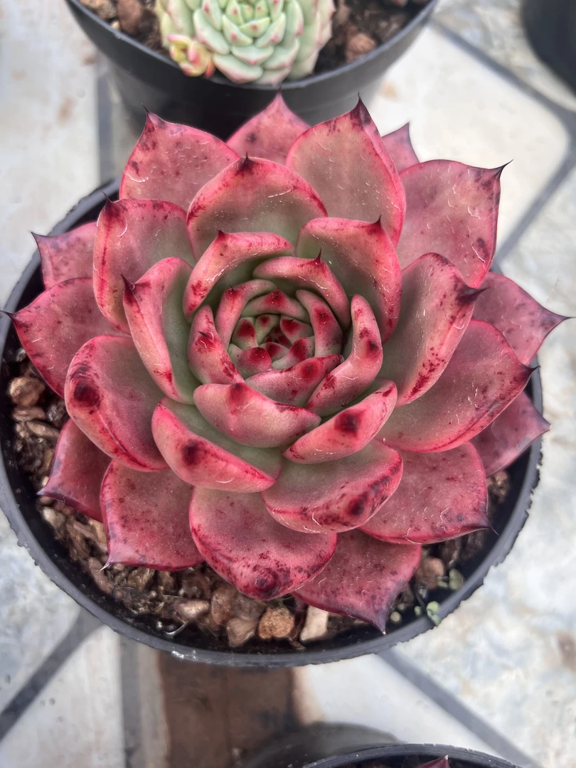 阿姆斯壮 多肉植物 一单包邮