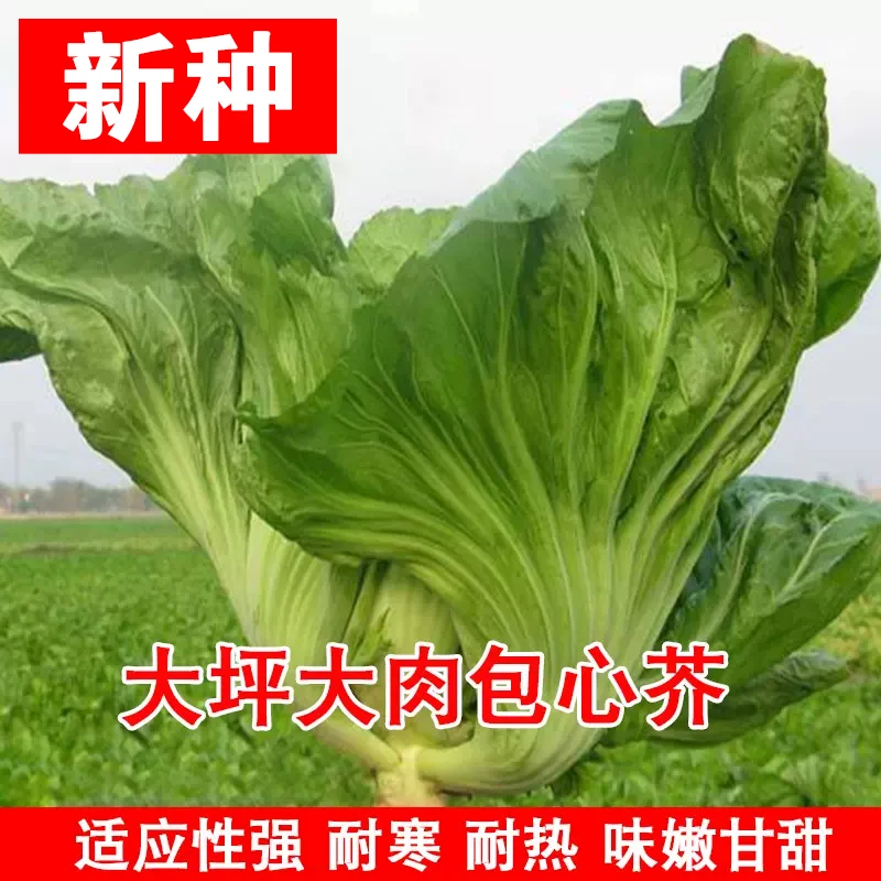 【全店满5包包邮】包心芥菜种籽脆嫩钙菜种孑腌制酸菜泡菜四季蔬菜
