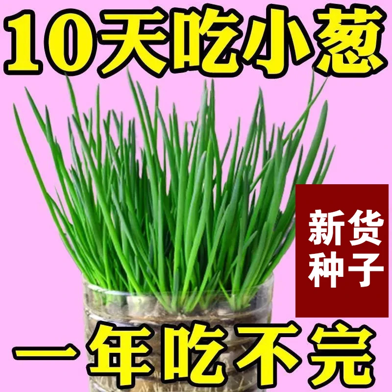 【全店满5元包邮】四季小香葱种子四季易种阳台室内盆栽香葱菜种子